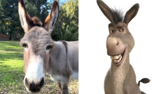 Perry, Who Inspired Shrek’s Donkey Character, Dies at 30 Surrounded By His Donkey Friends