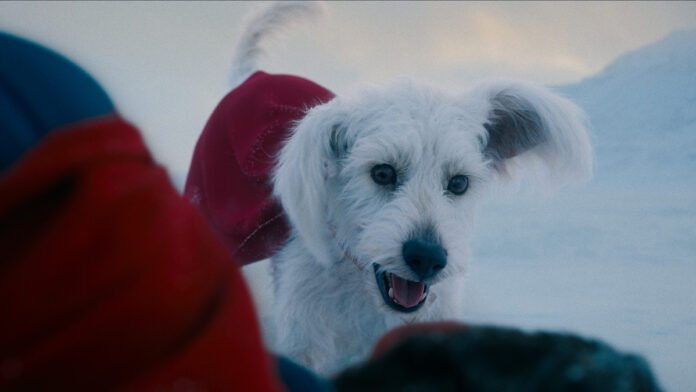 James Gunn’s Superman Sparks 513% Interest in Pet Adoptions — Thanks to Krypto