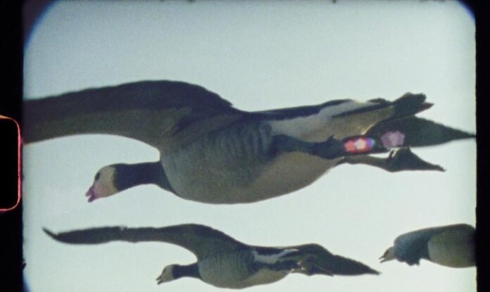 ‘Super Nature’ review: Impactful Super 8 natural world doc exec-produced by Asif Kapadia